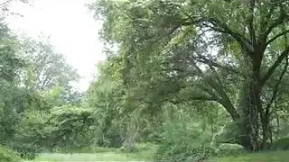 مشاهد جنسية صريحة: مطلقات في فعل خشن